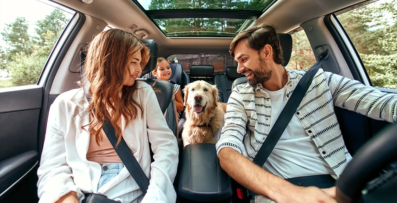 Tudo o que precisa saber sobre o transporte de cães em automóveis